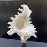 Antique Murex Ramosus Shell on a turned wooden base Napoleon III 19th century