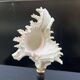 Ancien Coquillage Murex Ramosus sur socle en bois tourné Napoléon III XIXe