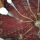 Sputnik chandelier model spider. 1960