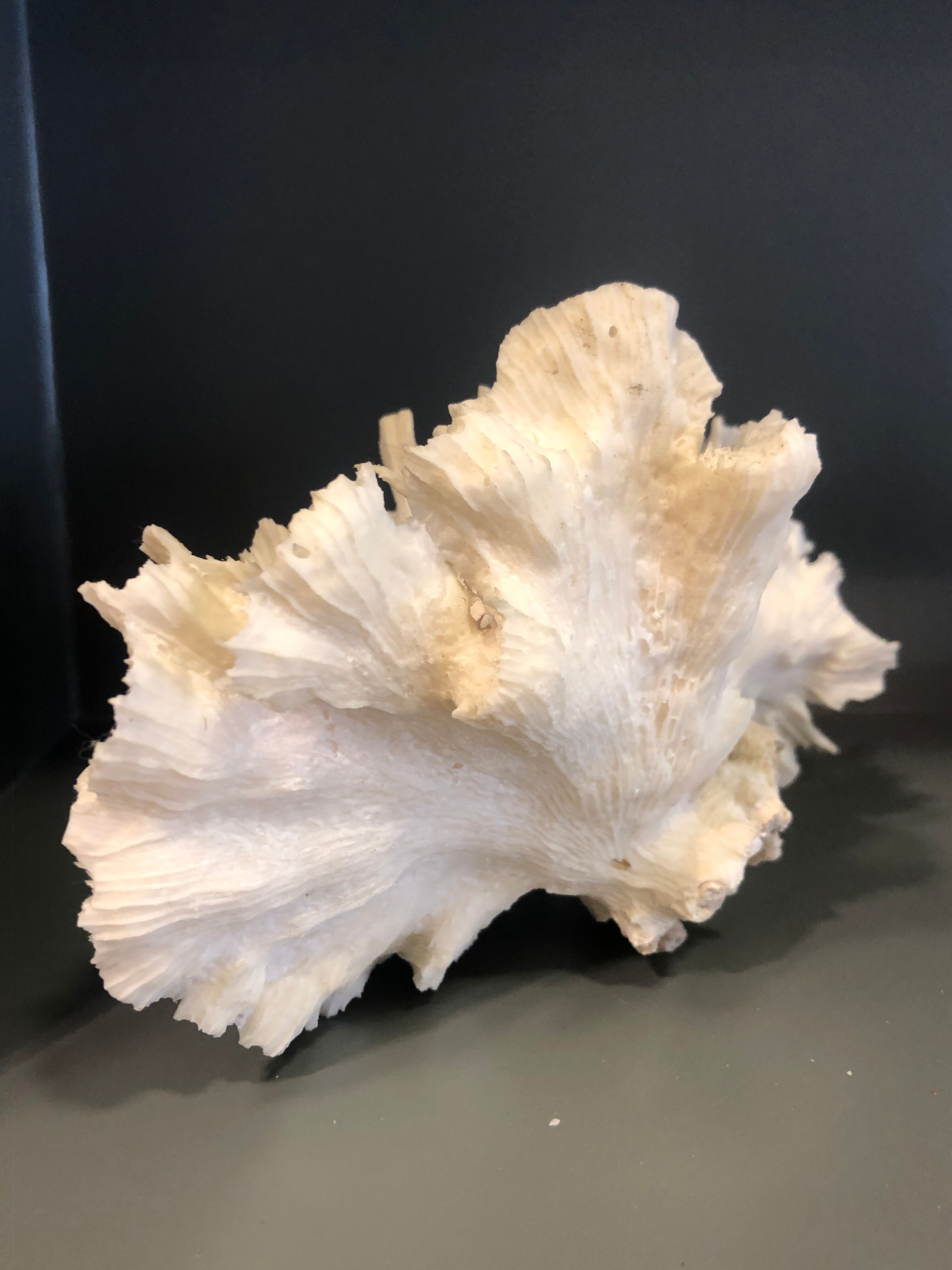 Ancient coral