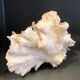 Ancient coral