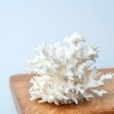 White coral branch, 70s