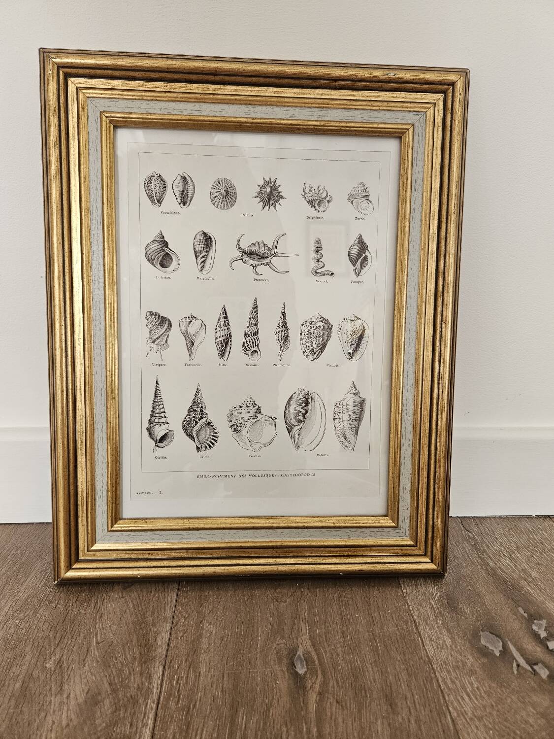 Mollusc entomology board