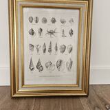 Mollusc entomology board