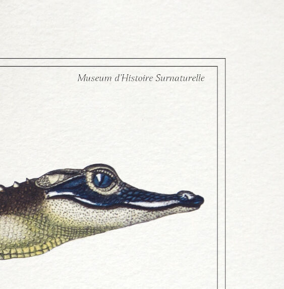 Chimera lithograph animal engraving - the zebrodile