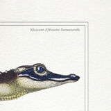 Chimera lithograph animal engraving - the zebrodile