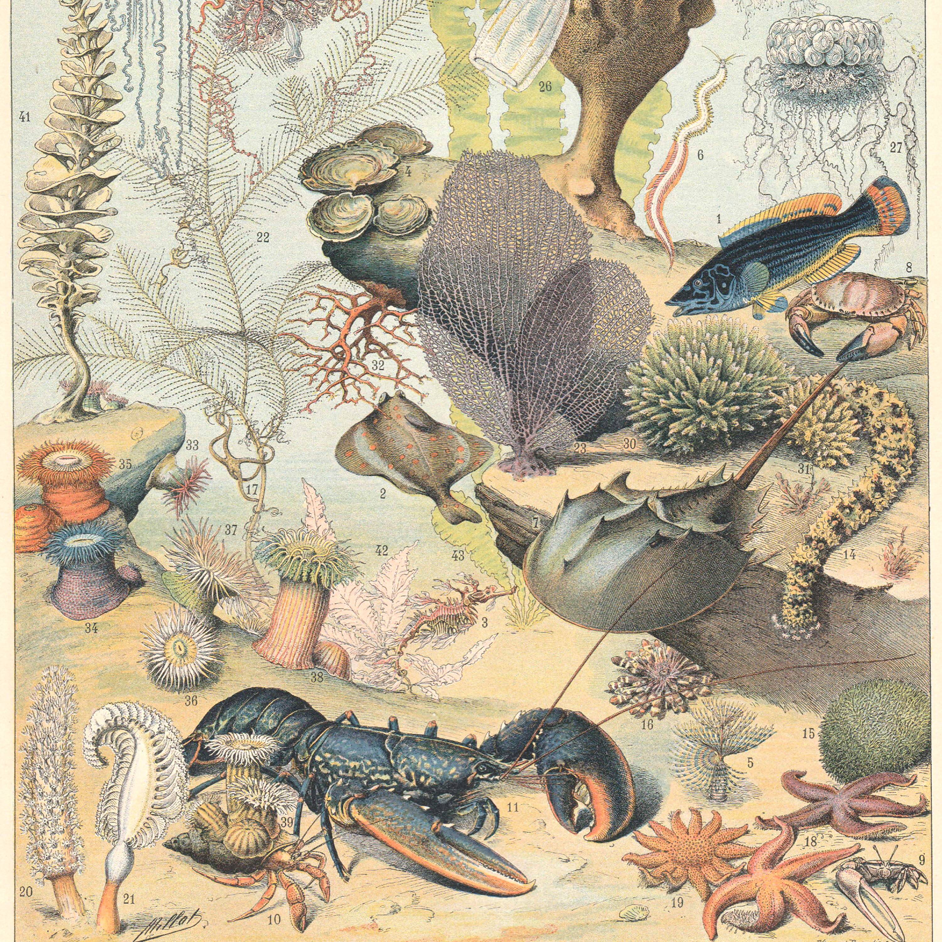 Lithograph plate the ocean its fauna and flora 1900