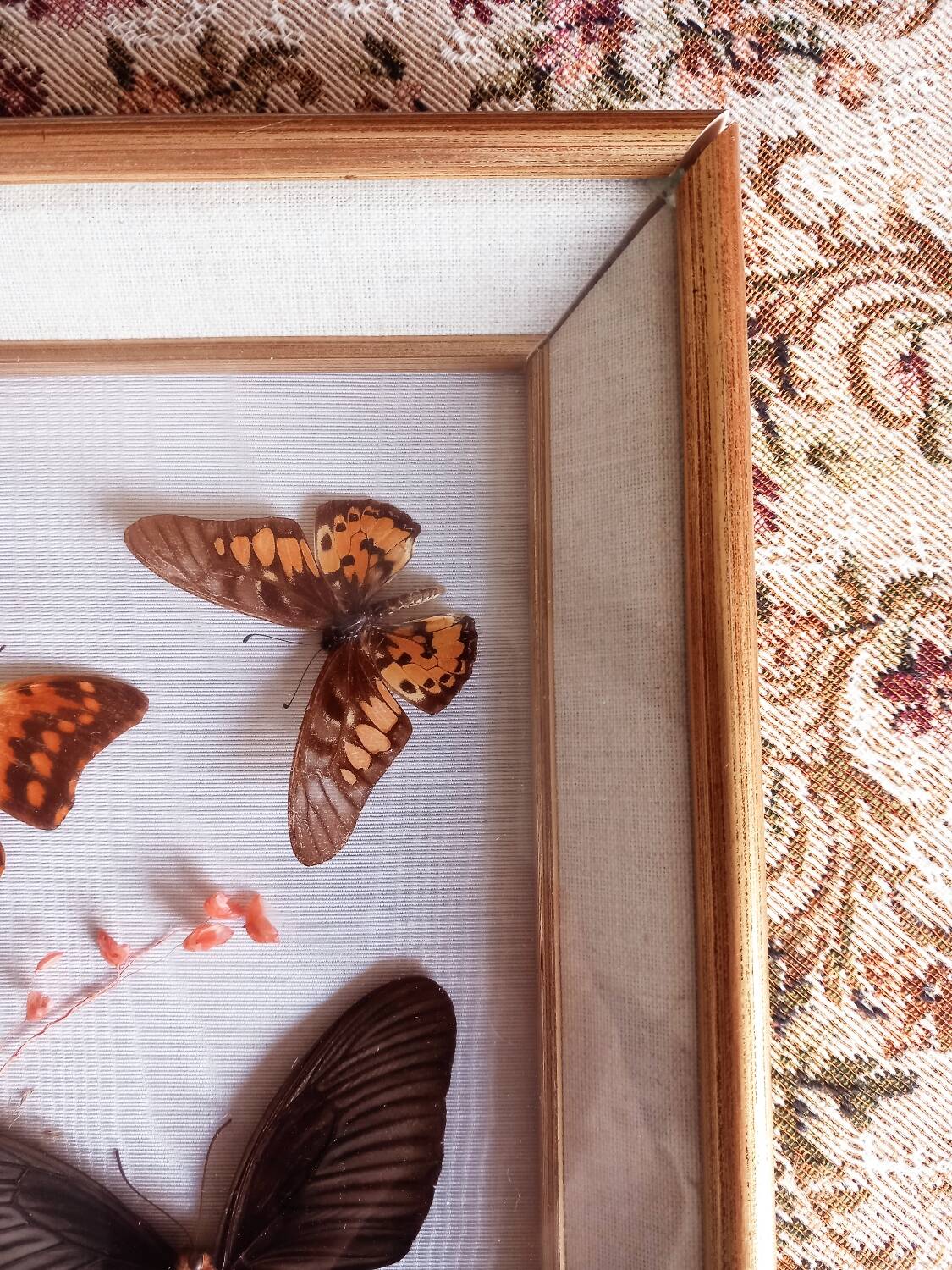 Gilded wooden frame with naturalized butterflies