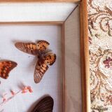 Gilded wooden frame with naturalized butterflies