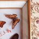 Cadre en bois doré avec papillons naturalisés