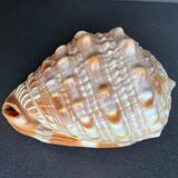 Shell