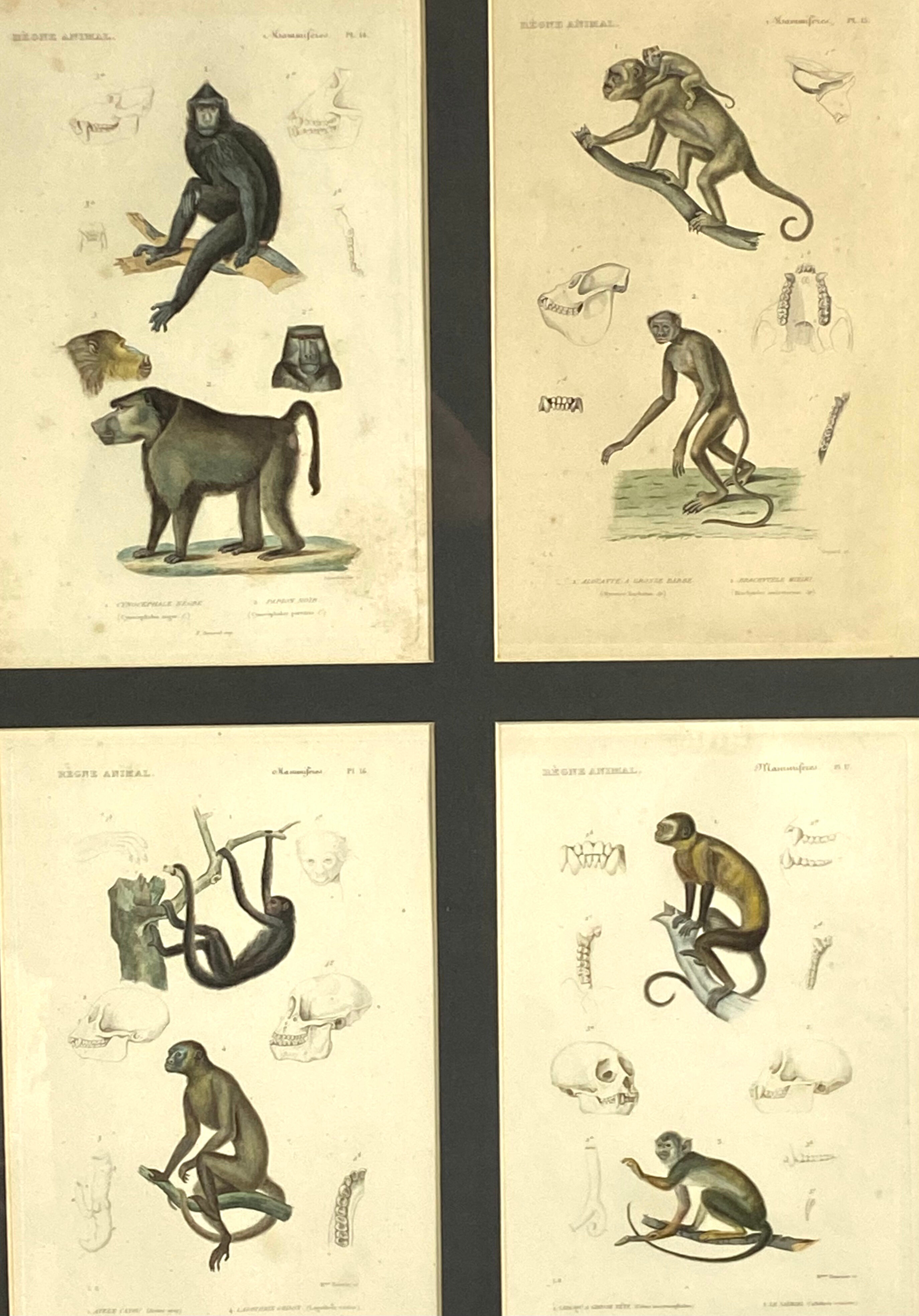Set of 3 framed panels with 12 engravings from "Le Règne Animal" Georges