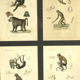 Set of 3 framed panels with 12 engravings from "Le Règne Animal" Georges