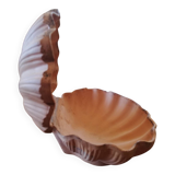Raw cut scallop shell