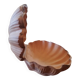 Coupe brute coquille Saint-Jacques