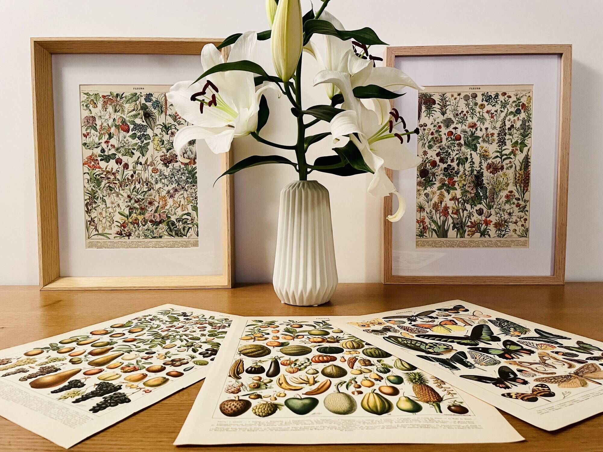 Lithograph on the diseases of the vine of 1907