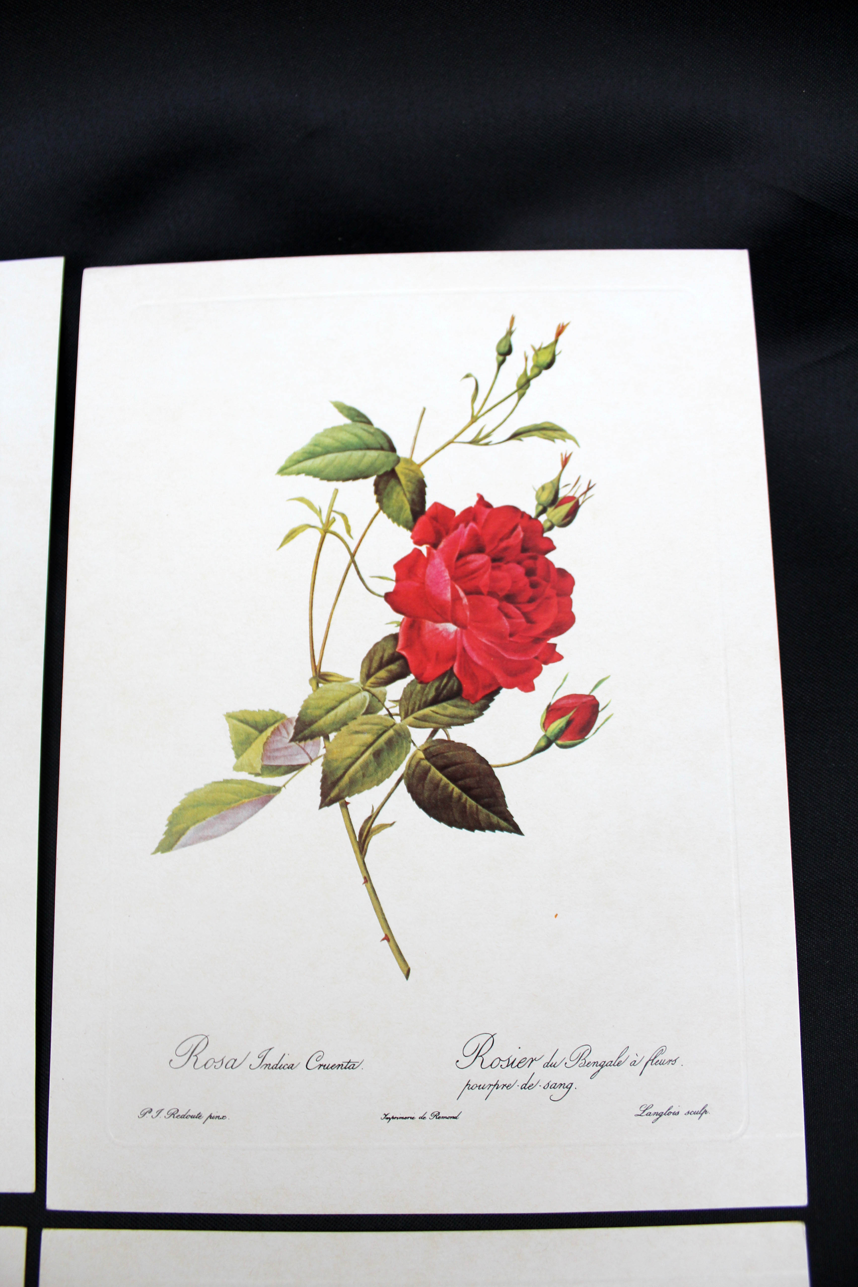 Lot of 6 vintage botanical prints, P.J. Redoute Roses Rosa, Imprimerie de Rémond