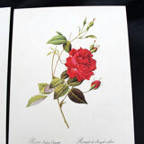 Lot of 6 vintage botanical prints, P.J. Redoute Roses Rosa, Imprimerie de Rémond