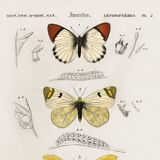Poster about butterflies, based on an old engraving from 1849.