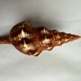 Filifusus shell