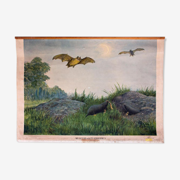 Poster "Taupe and bat" educational rack Antique lithograph of 1910