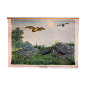 Poster "Taupe and bat" educational rack Antique lithograph of 1910