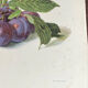 Botanical poster, Prunus Domestica, framed in glass wood.