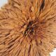 Burnt orange 80/85 cm juju hat