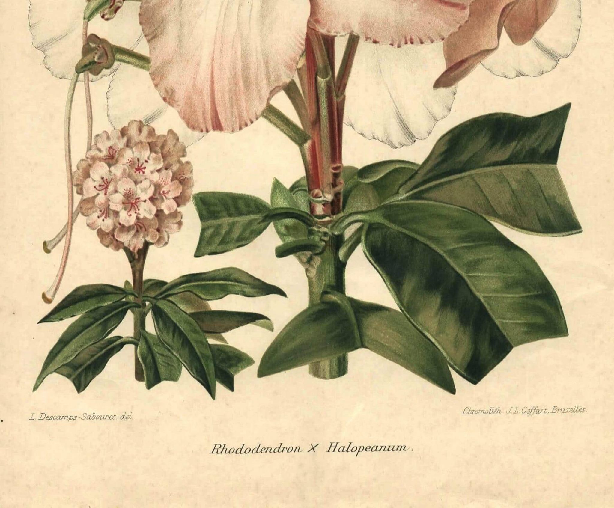 Botanical Print from 1896 by AL Clement, pina • Rhododendron X Halopeanum. • Old lithograph