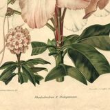Botanical Print from 1896 by AL Clement, pina • Rhododendron X Halopeanum. • Old lithograph