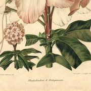 Botanical Print from 1896 by AL Clement, pina • Rhododendron X Halopeanum. • Old lithograph