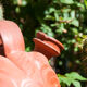 Terracotta jug