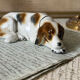 Goebel porcelain dog figurine