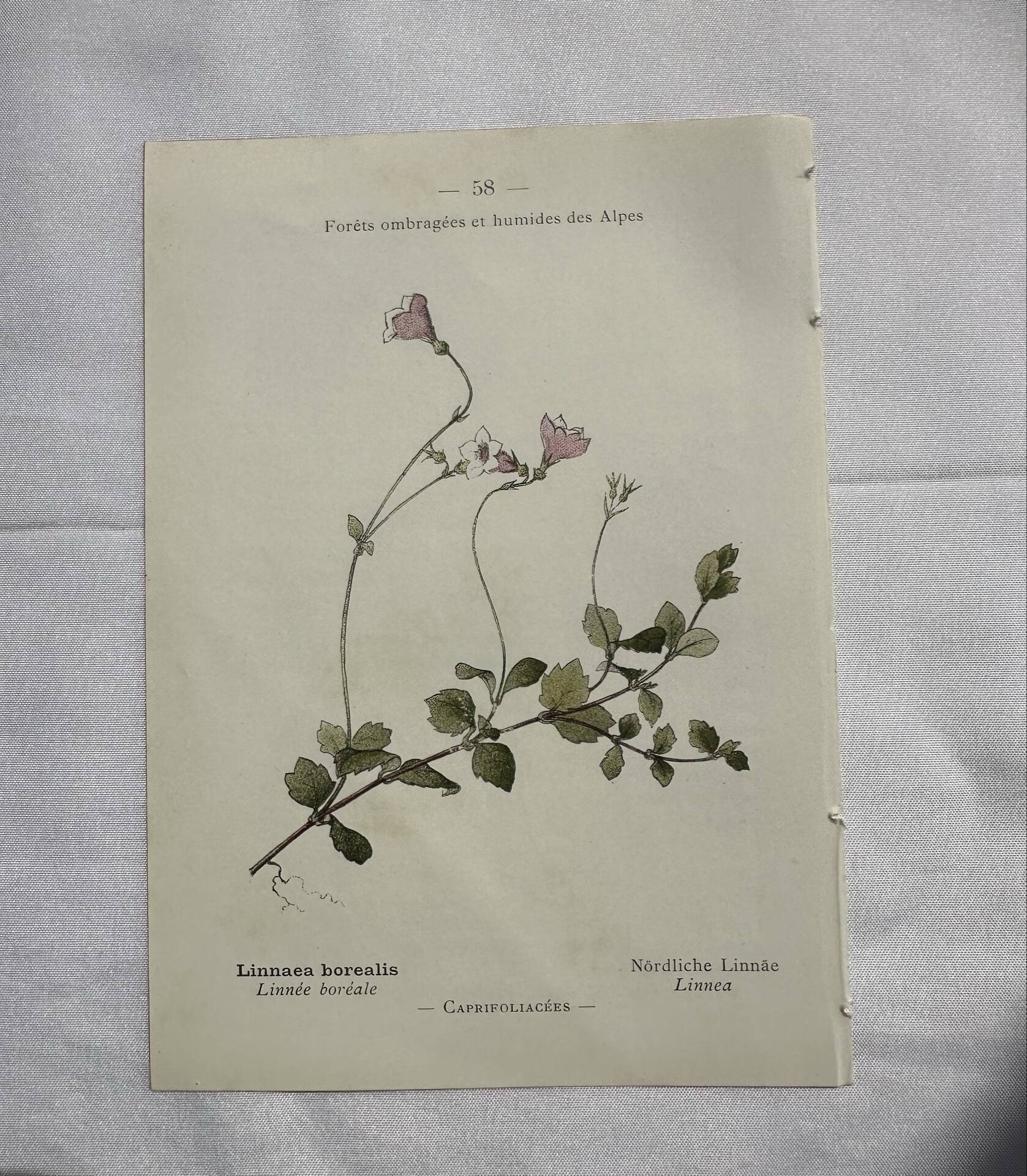 Old botanical plate 1800 France flower and plants nature