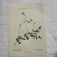 Old botanical plate 1800 France flower and plants nature