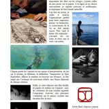 Framed art print, "Print of a bar" (gyotaku)