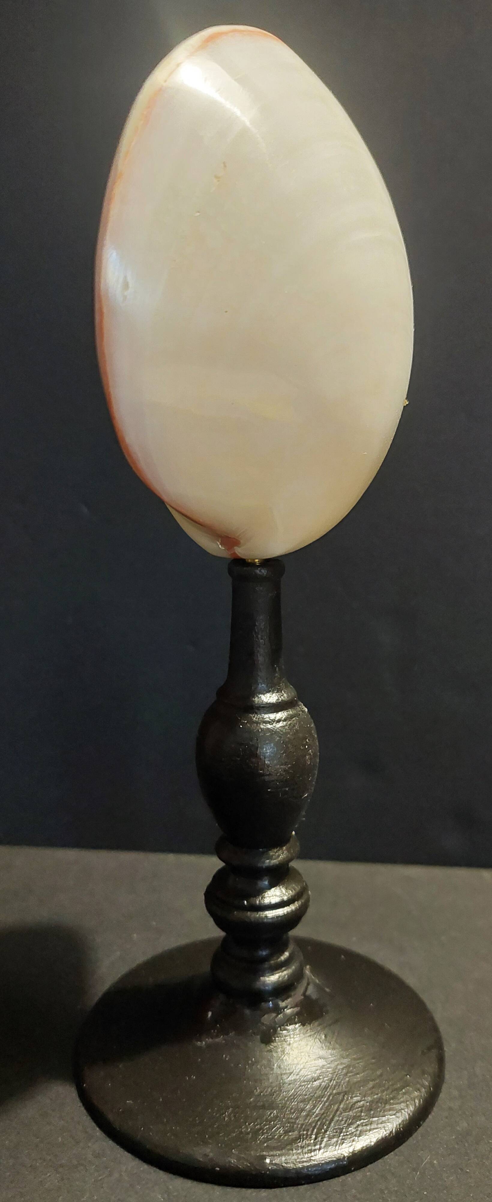 Cabinet of Curiosities codakia tigerina shell on base