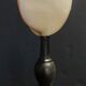 Cabinet of Curiosities codakia tigerina shell on base