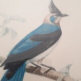 Pair of animal lithographs (birds)