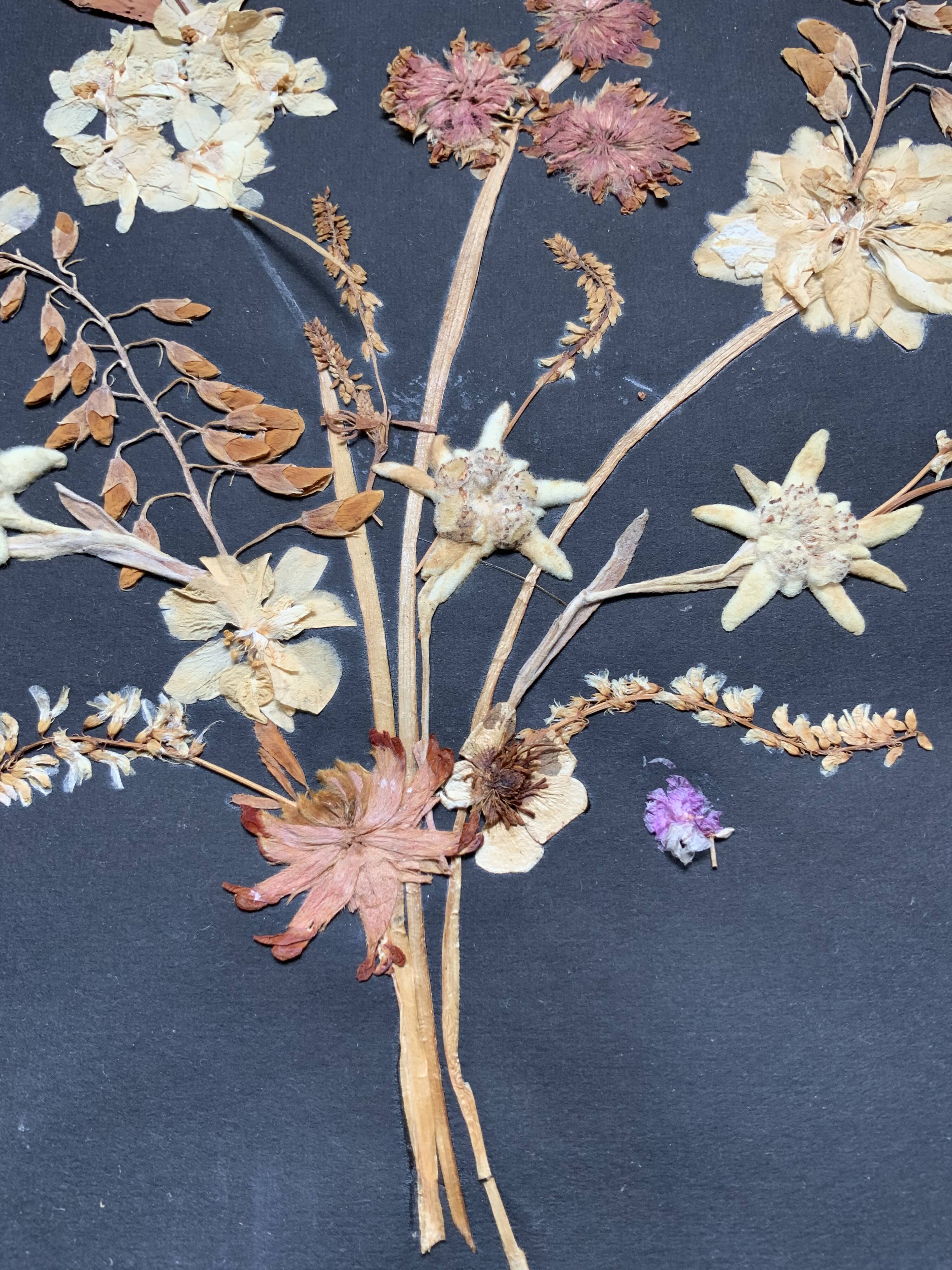 Herbarium ancient natural composition in flower and grass under glass