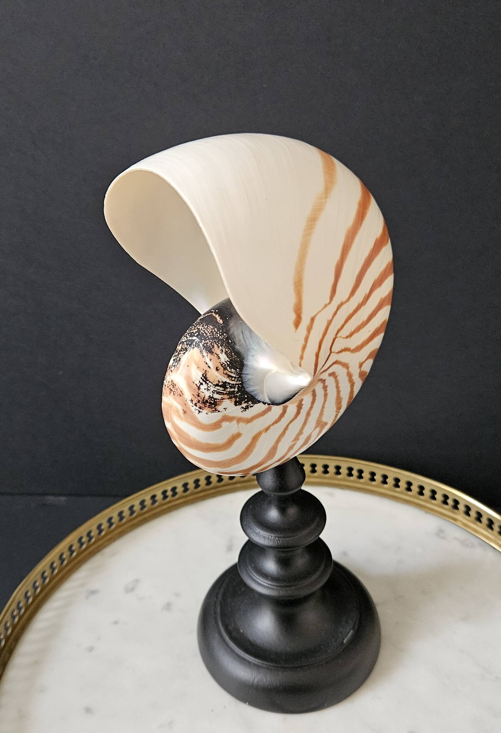 Nautilus / Natural Nautile, Black Turned Wooden Base H: 25 cm