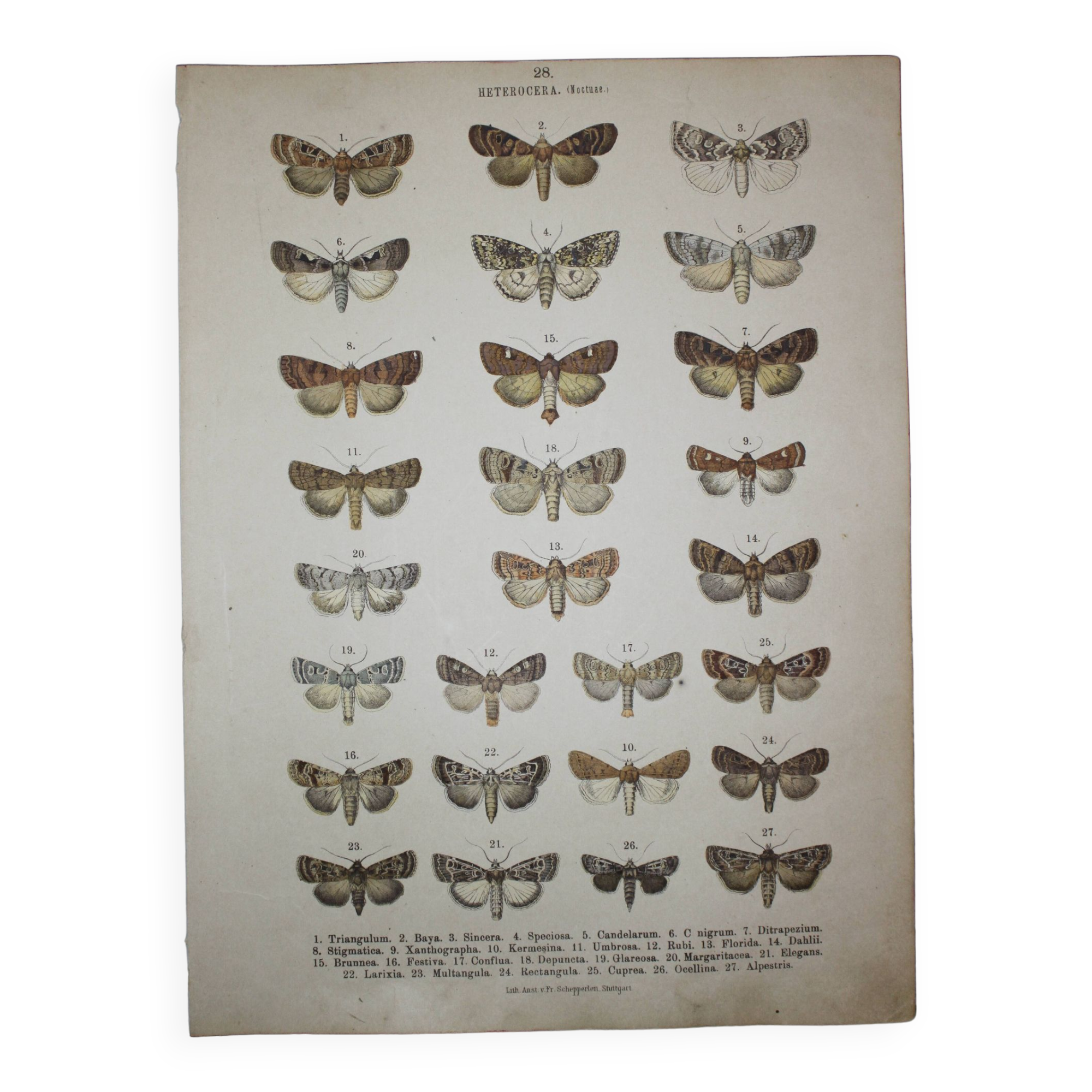 Old Butterfly engraving - Lithograph from 1887 - Triangulum - Vintage entomological plate