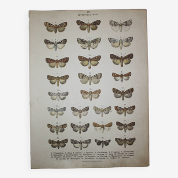 Gravure ancienne Papillon - Lithographie de 1887 - Triangulum - Planche vintage entomologique