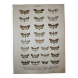 Old Butterfly engraving - Lithograph from 1887 - Triangulum - Vintage entomological plate