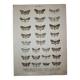 Old Butterfly engraving - Lithograph from 1887 - Triangulum - Vintage entomological plate