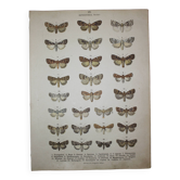 Old Butterfly engraving - Lithograph from 1887 - Triangulum - Vintage entomological plate