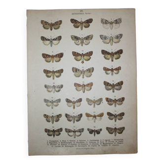 Old Butterfly engraving - Lithograph from 1887 - Triangulum - Vintage entomological plate