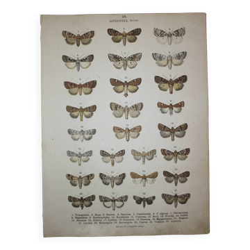 Old Butterfly engraving - Lithograph from 1887 - Triangulum - Vintage entomological plate