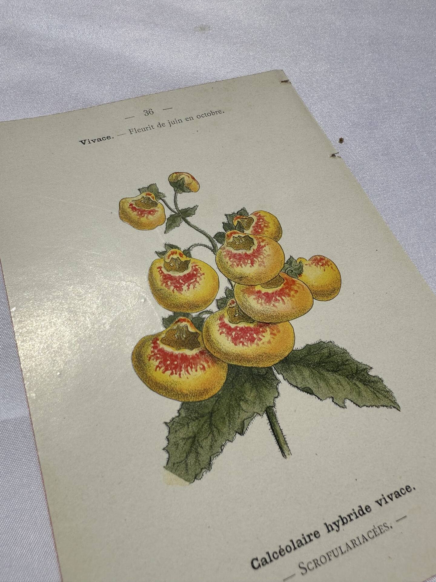 Gravure botanique 1800 double face planche naturaliste fleur de France