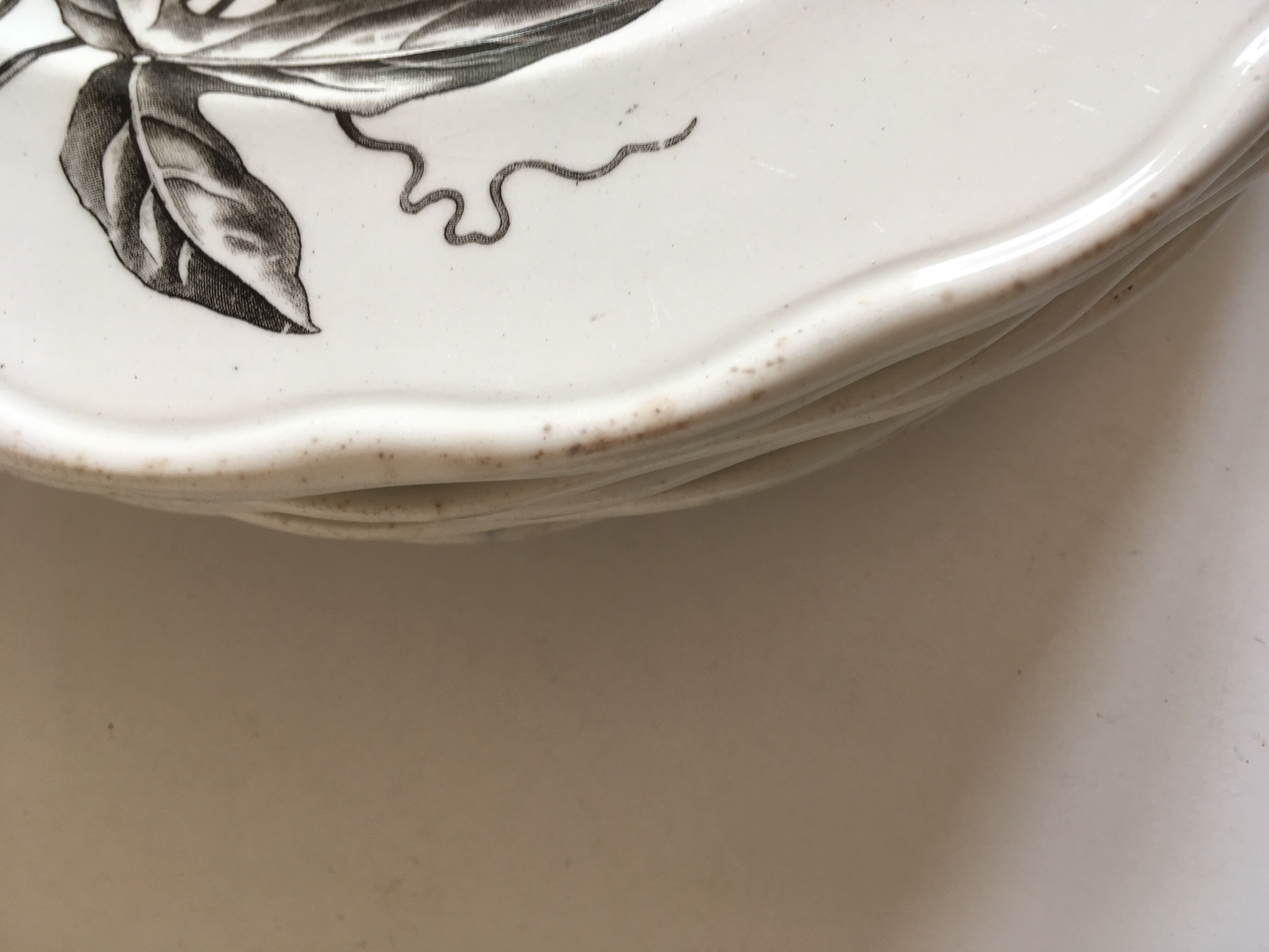 Set of 9 plates Passion flower grey 1880 Brown Westhead Moore 'Co